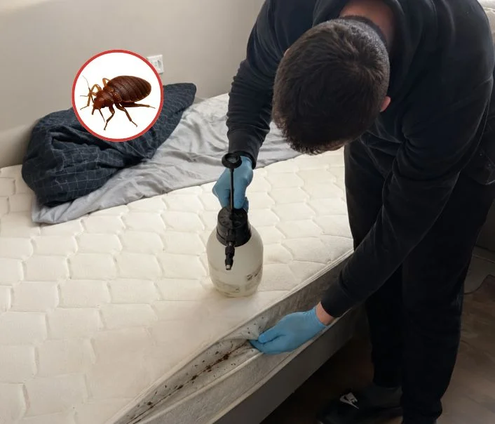 Technicien traitant un matelas contre les punaises de lit à Le Plessis-Pâté